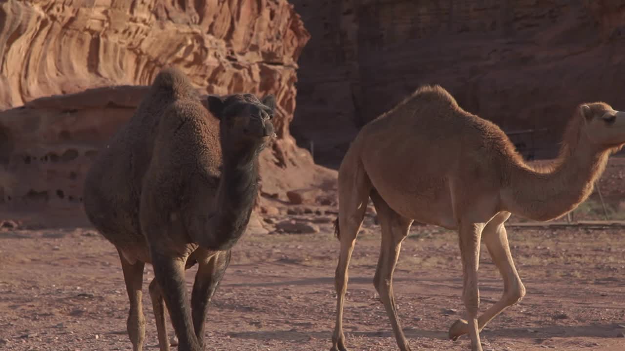 camellos a través del árido desierto, montañas al fondo, wadi rum, jordania, tiro estático
