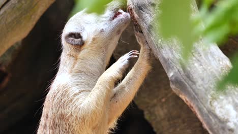 a meerkat stands trying to scrape something edible off a tree trunk