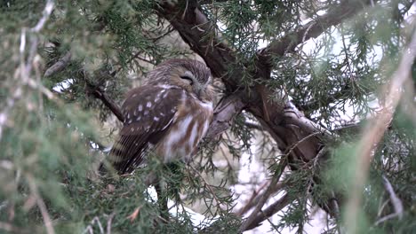 a sleepy saw whet owl slowly opens its eyes while roosting in a pine tree