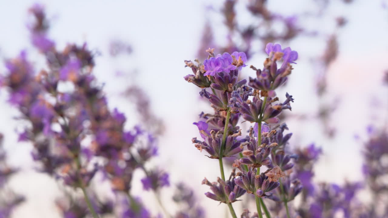 Close up of lavender branches in a filed at sunset