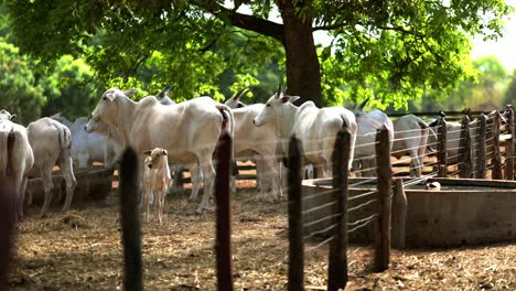 Herd-of-white-cows-eating-hay-and-dry-grass-in-farm-on-sunny-day