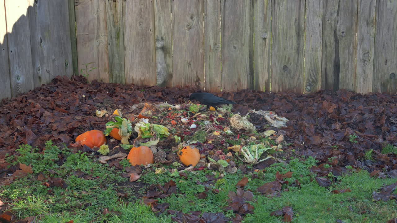 Crow Eats Off A Compost Pile At The Backyard - static shot