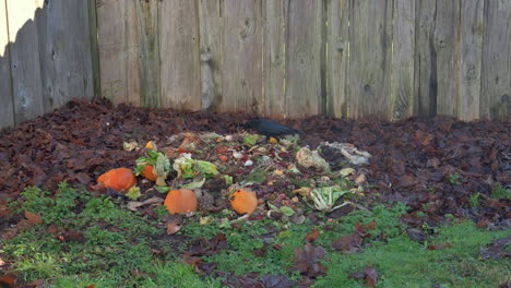 crow eats off a compost pile at the backyard - static shot