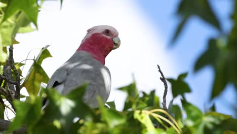 cacahuete galah observado en el follaje natural de los árboles