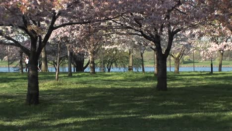 joggers enjoy the beautiful cherry blossoms in east potomac park