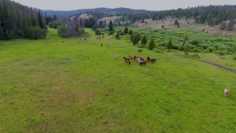 cowboys and horses in the rocky mountains