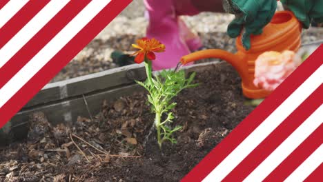 Animation-of-flag-of-united-states-of-america-over-african-american-father-and-daughter-gardening