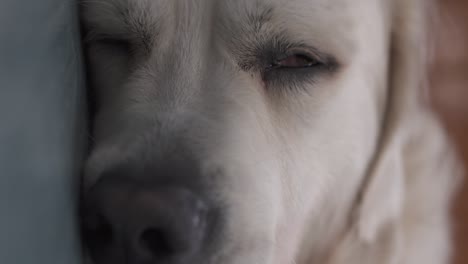 white golden retriever about to sleep on blue wooden floor with brown wooden background