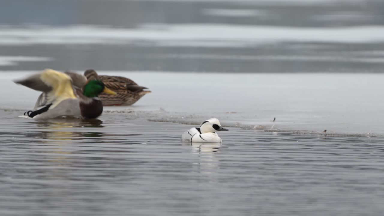 Mallard (Anas platyrhynchos),and smewMallard flaps wings near smew in cold lake surrounded by snow and ice, slow motion handheld