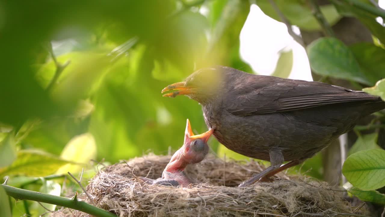 Schwarzer Vogel füttert Jungvogel