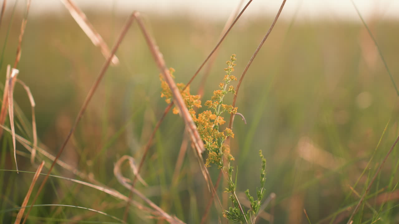 close up of vibrant yellow wildflower growing among dry brown and green grass in sunlit meadow during golden hour, highlighting delicate natural textures