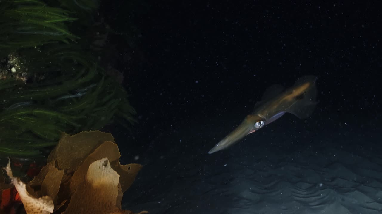 calamares del sur calamares cazando y pescando en la noche sepiotheuthis australis 4k 60fps cámara lenta