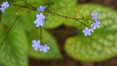 siberian bugloss