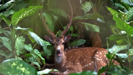 ciervo chital macho, eje eje con pelaje marrón rojizo marcado por manchas blancas y cornas majestuosas, descansando y buscando refugio en la densa vegetación para camuflaje y protección, constantemente masticando comida