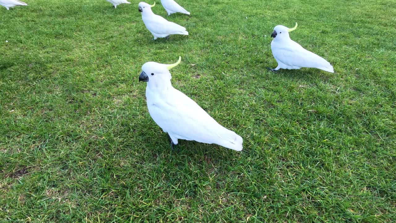 색 카카투가 잔디에서 상호 작용하고 있습니다.