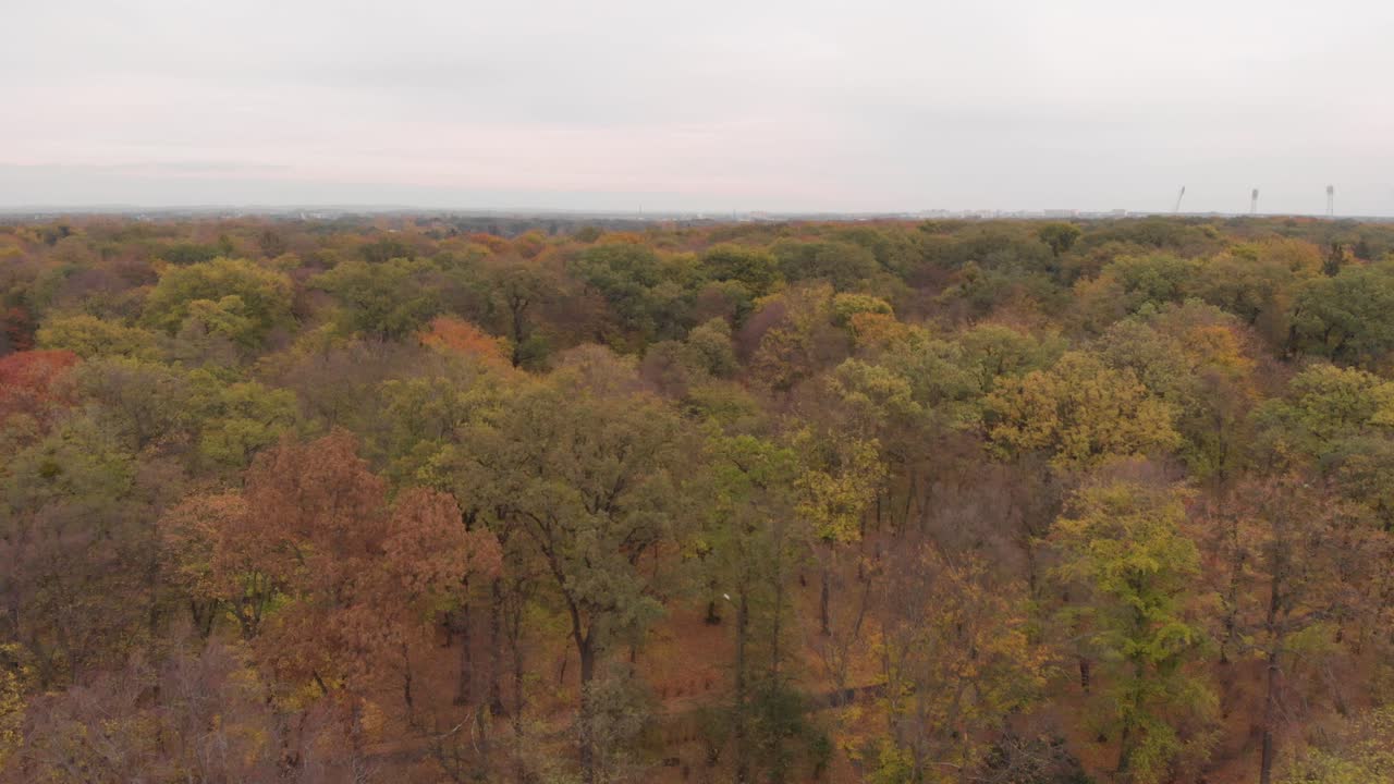 кинематографический вид леса с беспилотника в 4k