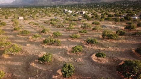 drone shot at sunset golden time in fig tree garden rainfed traditional agriculture local people farmer working in land farm field in iran desert climate mountain landscape side salt lake bakhtegan