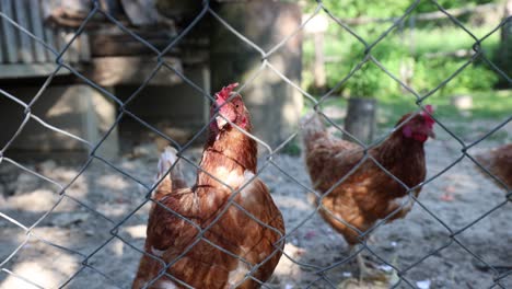 many red chickens on a summer day in the village