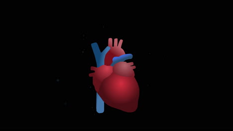 anatomical heart illustration