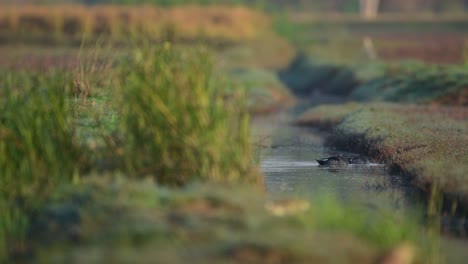 Indische-Enten-Mit-Fleckenschnabel-Füttern-Morgens-Auf-Feldern