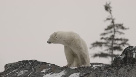 a polar bear is seen perched on a rocky outcrop surrounded by a snowy environment in the sub arctic. the bear looks alert, showcasing its natural habitat in the cold wilderness