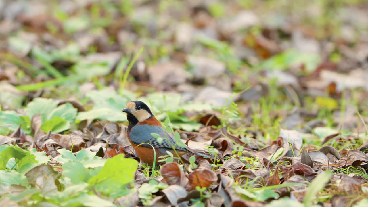 alertado variado pájaro tit forrajeo encaramado en el suelo con hojas de otoño caídas y vuela lejos