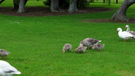 lots of gosling and goose foraging