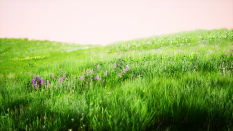 landscape view of green grass on slope