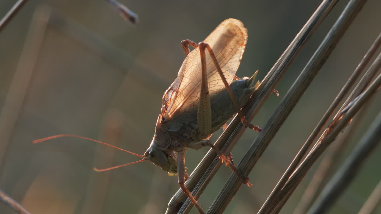 grillo de arbusto a finales de otoño, la luz del atardecer canta sobre el tallo de la hierba