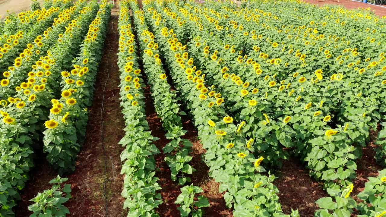 Aerial view of sunflowers in the field