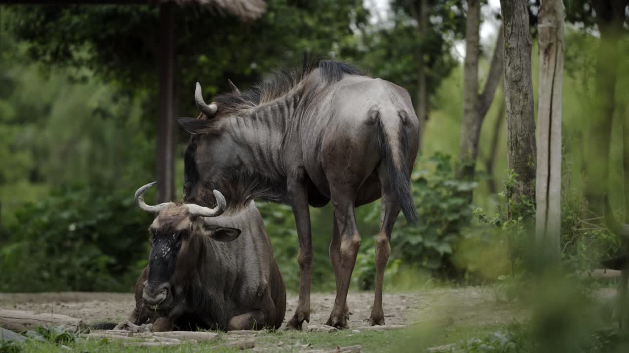 Two Wildebeests at Nantong Zoo