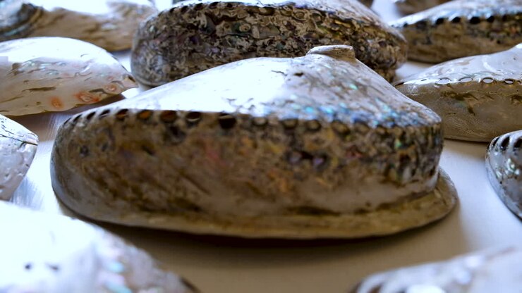 Shiny abalone shells