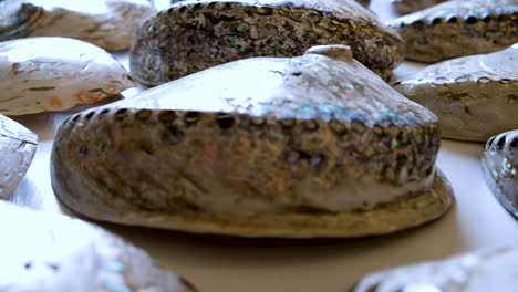 conchas de abelón brillantes