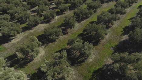 Revelan-Una-Foto-Del-Pueblo-De-Cazorla-En-Andalucía,-España,-Ubicado-Al-Pie-De-Una-Montaña-Rocosa-Entre-Enormes-Olivares-Con-Hileras-Regulares-De-Olivos