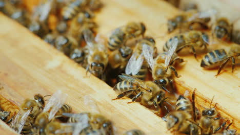 Bienenvolk-Arbeitet-In-Einem-Bienenstock-Auf-Holzrahmen-4k-10-Bit-Video