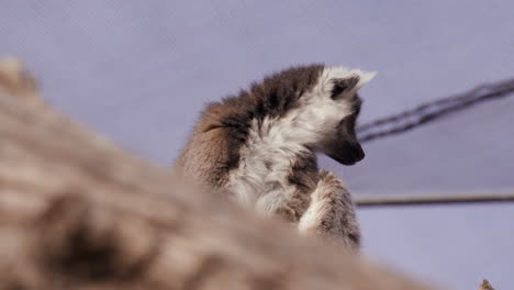 lemur looking around zoo enclouser in morning