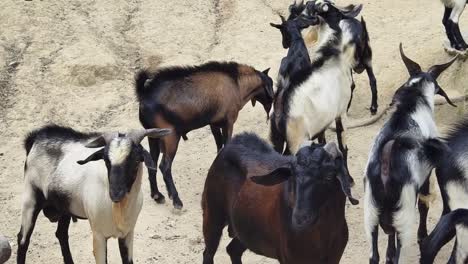 goats in a field