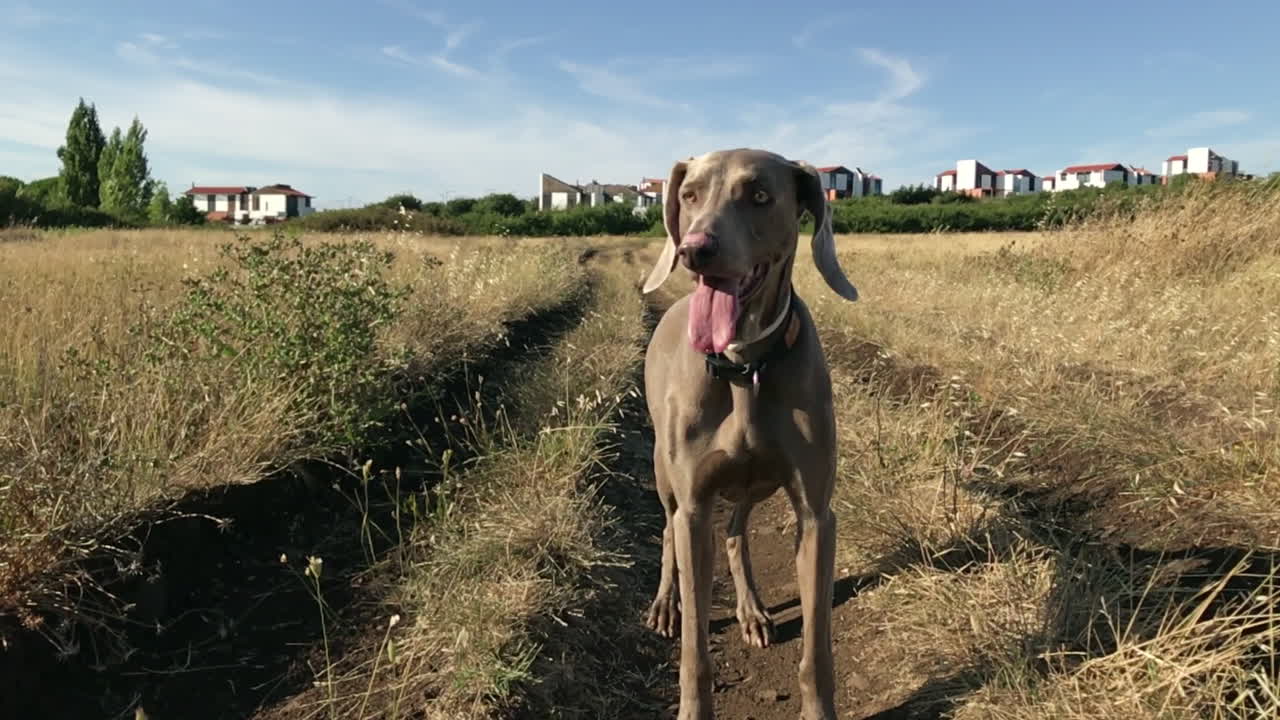 weimeraner lengua fuera weimeraner lengua fuera cámara lenta