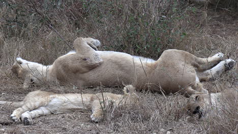 adorable vista de leones africanos salvajes descansando en la hierba seca con una leona durmiendo en su espalda mientras un cachorro duerme cerca