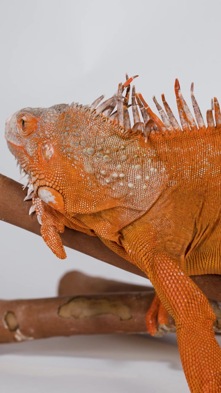 Un'iguana arancione vivace riposa su un ramo di legno su uno sfondo bianco pulito