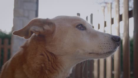 Close-up-shot-of-a-dog's-muzzle-while-turning-its-head,-slow-motion