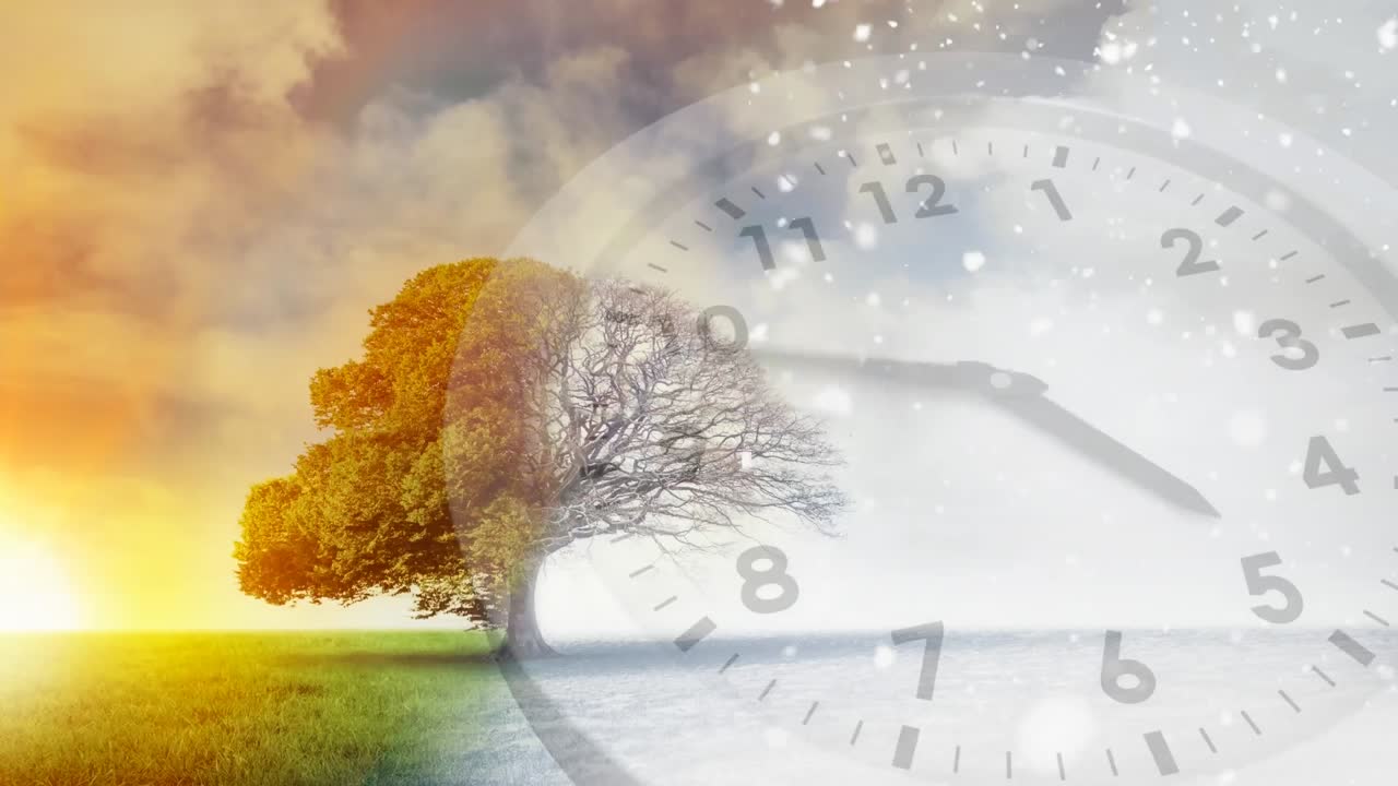 красивое дерево рядом с закатом солнца