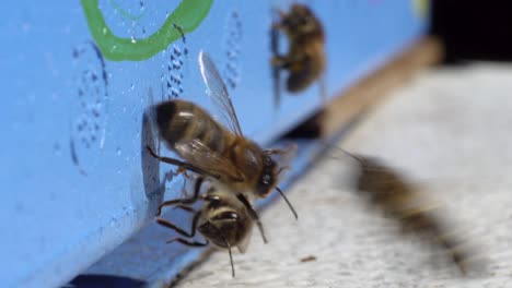 busy bees returning to beehive landing board, collecting pollen, macro closeup