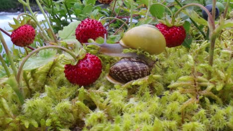 el caracol se arrastra lentamente a lo largo del primer plano super macro