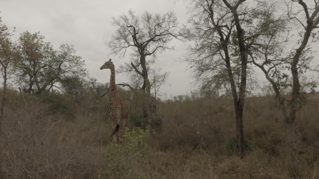 Truck shot through dry sepia African bushveld reveals Giraffe walking