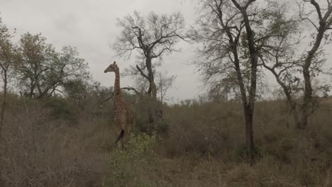 truck shot through dry sepia african bushveld reveals giraffe walking