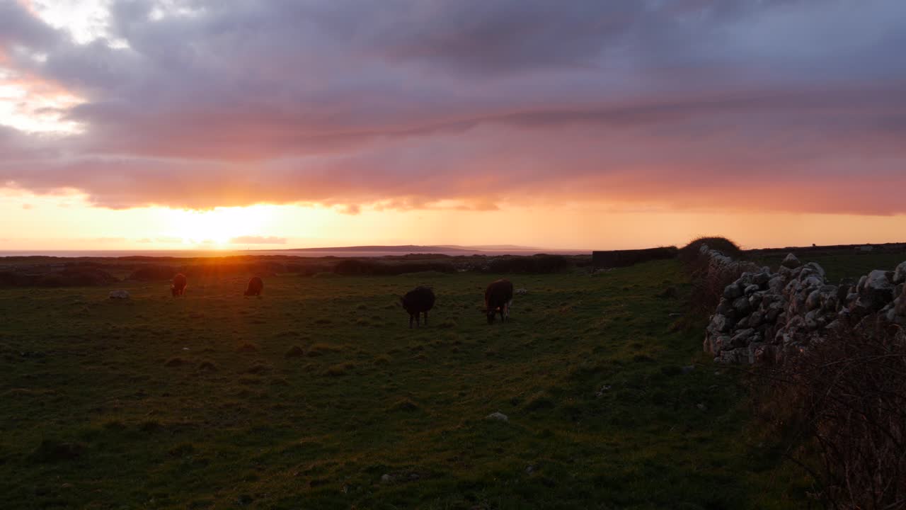 Cows Grazing in a Field at Sunset