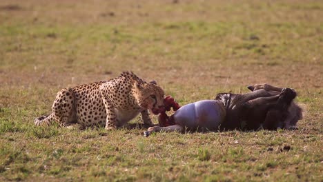 Depredador-De-Guepardos-Africanos-Salvajes-Comiendo-Presas-De-ñus-Muertos-Con-Carne-Y-Huesos-Expuestos-En-Kenia,-áfrica,-En-Un-Día-Caluroso-Y-Seco-De-Verano