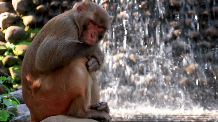 Wild Asian Monkey, Rhesus Macaques, sleeps outdoors in the afternoon against fountain.