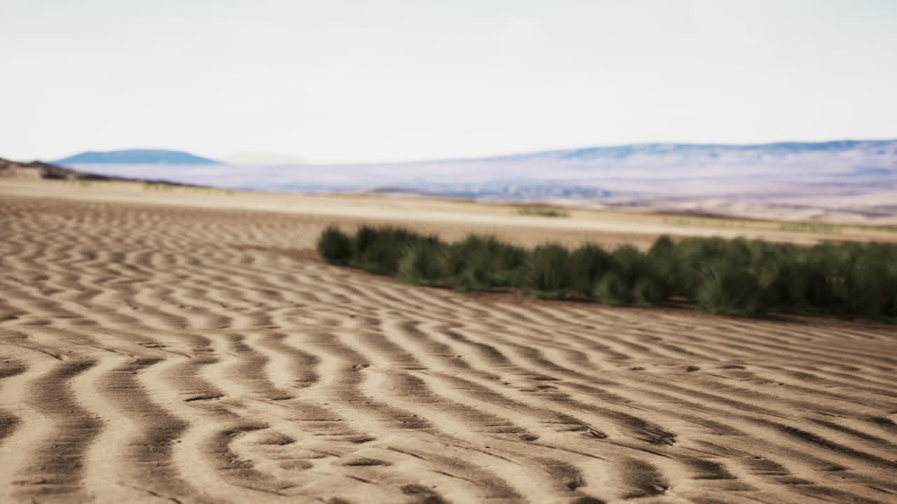 desierto llano con arbustos y hierba